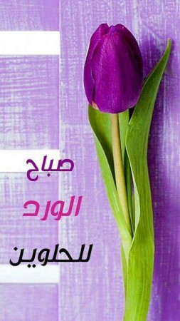 صباح الخير (2)