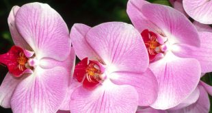 صور زهرة الأوركيد اجدد خلفيات ورمزيات HD لزهور الأوركيد 4