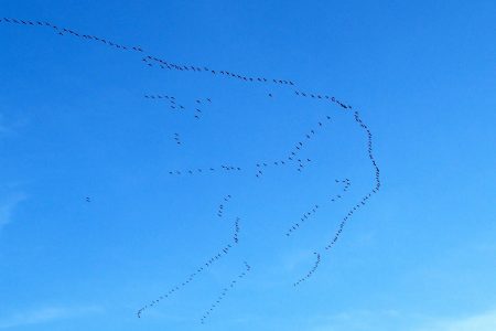 صور الطيور المهاجرة (2).