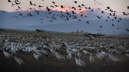 صورة لقطيع من الطيور 4