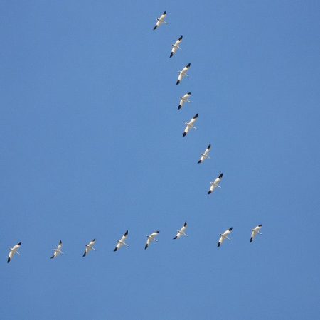 صور طيور مهاجرة جميلة جدا (1)