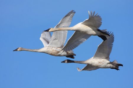 صور الطيور المهاجرة في سرب جميل من الطيور المهاجرة (2)