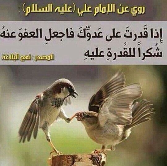 صور رمزيات حكم المؤثر الثاني