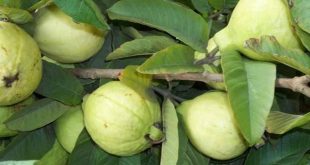 فوائد واضرار الجوافة