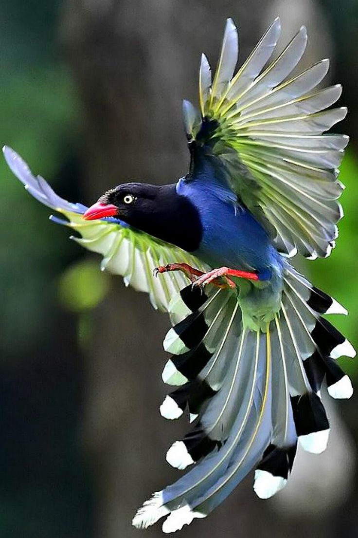 اجمل خلفيات طيور العالم بالصور بألوان جميلة 1