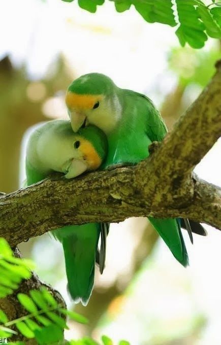 اجمل خلفيات طيور العالم بالصور بألوان جميلة 14