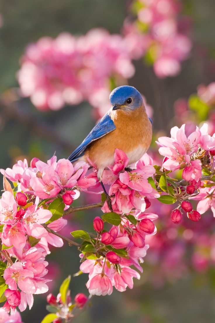 اجمل خلفيات طيور العالم بالصور بألوان جميلة 15