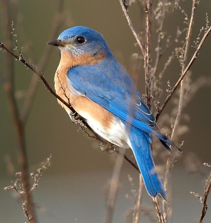 اجمل خلفيات طيور العالم بالصور بألوان جميلة 16