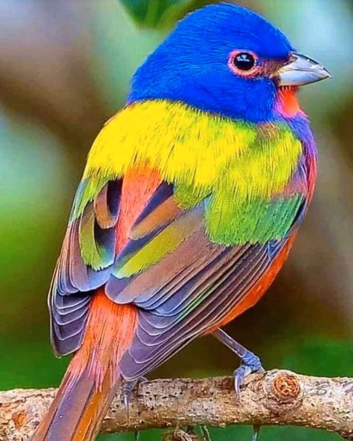 اجمل خلفيات طيور العالم بالصور بألوان جميلة 17