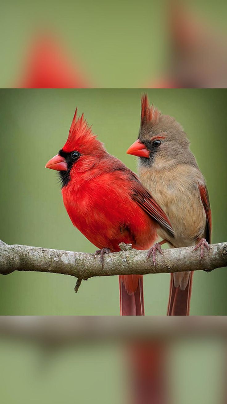 اجمل خلفيات طيور العالم بالصور بألوان جميلة 19