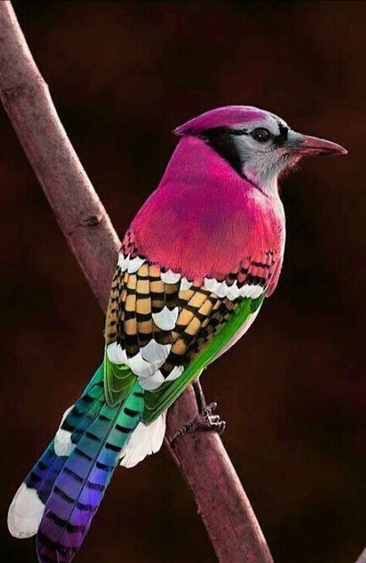 اجمل خلفيات طيور العالم بالصور بألوان جميلة 3