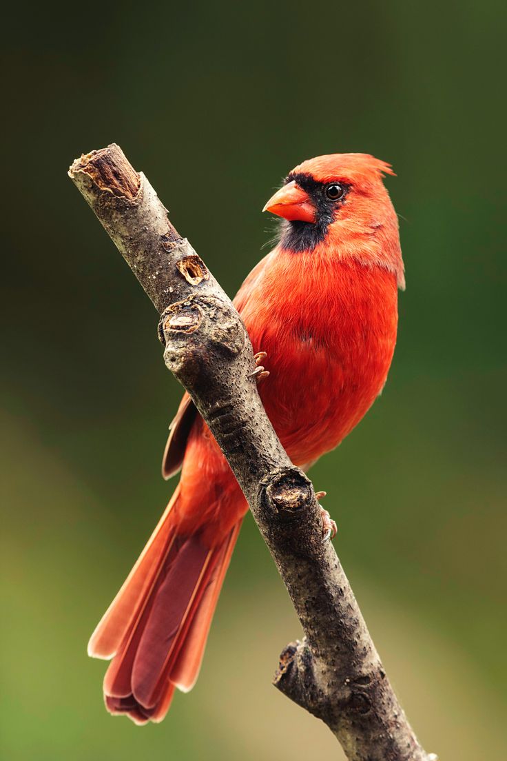 اجمل خلفيات طيور العالم بالصور بألوان جميلة 4