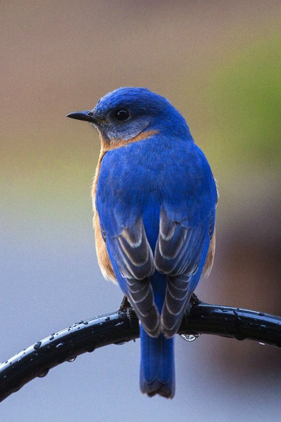 اجمل خلفيات طيور العالم بالصور بألوان جميلة 7