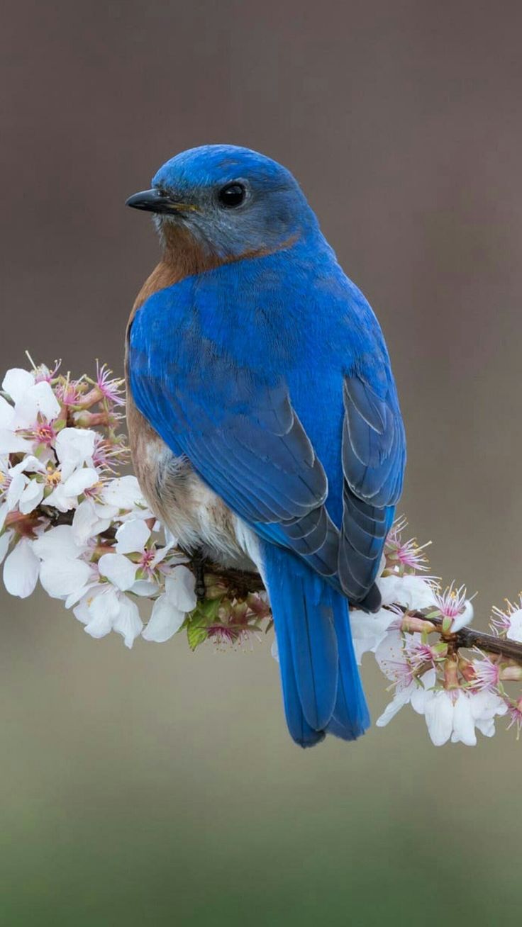 اجمل خلفيات طيور العالم بالصور بألوان جميلة 8