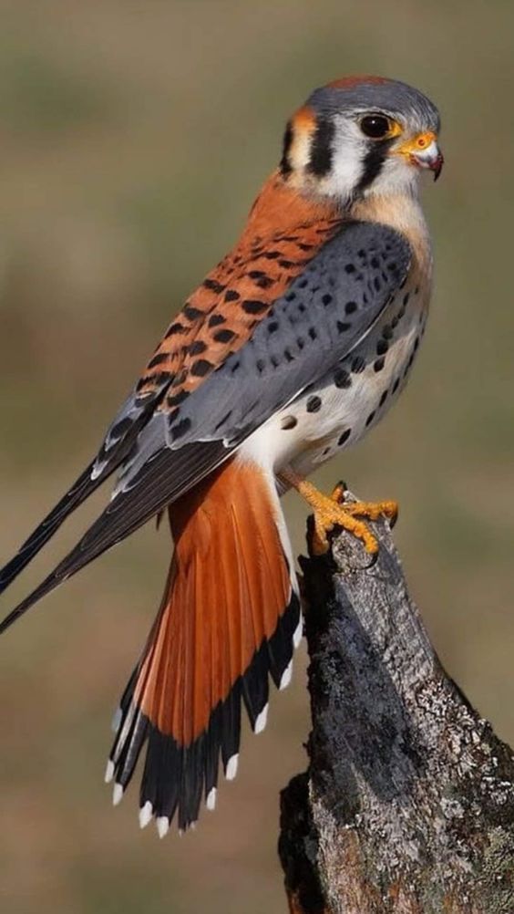 اجمل خلفيات طيور العالم بالصور بألوان جميلة 9