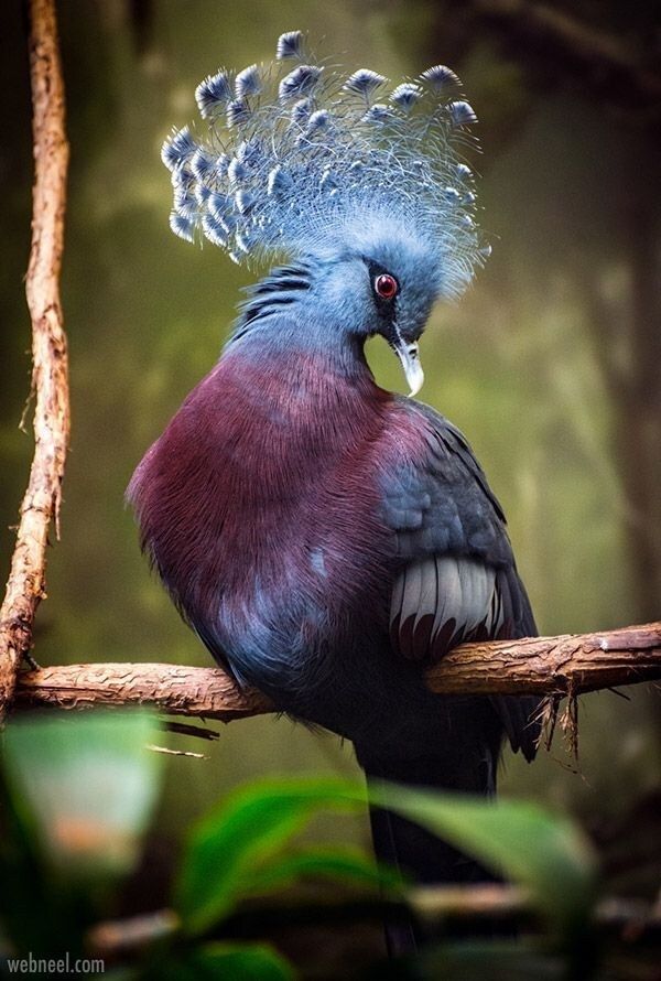 رمزيات طيور HD صور رمزية لطيور ملونة جميلة 1