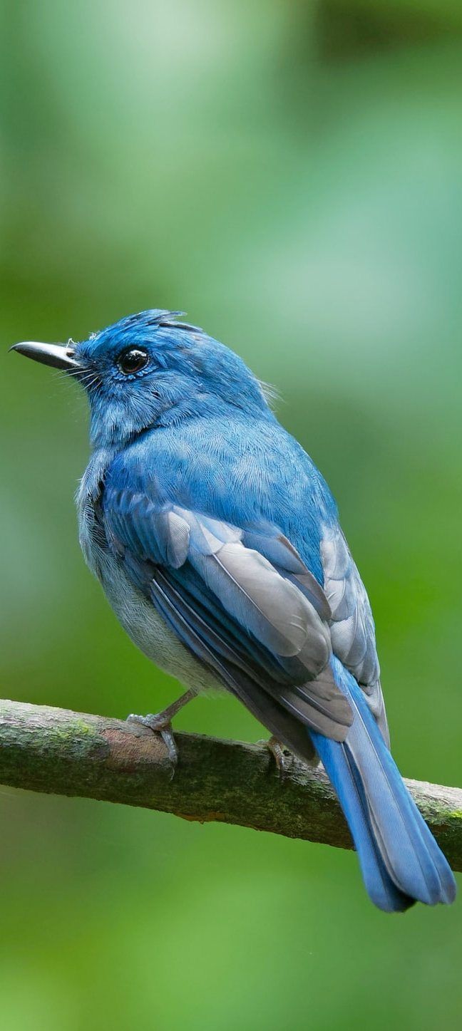 رمزيات طيور HD صور رمزية لطيور ملونة جميلة 10