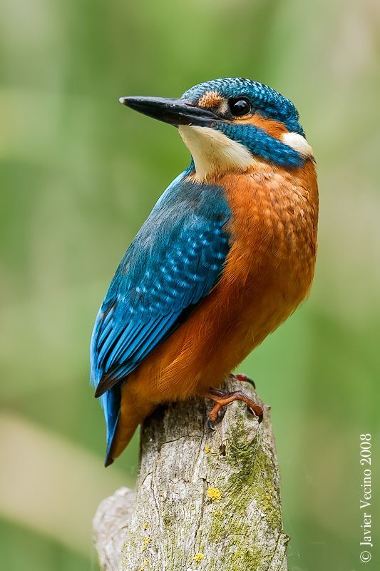 رمزيات طيور HD صور رمزية لطيور ملونة جميلة 11