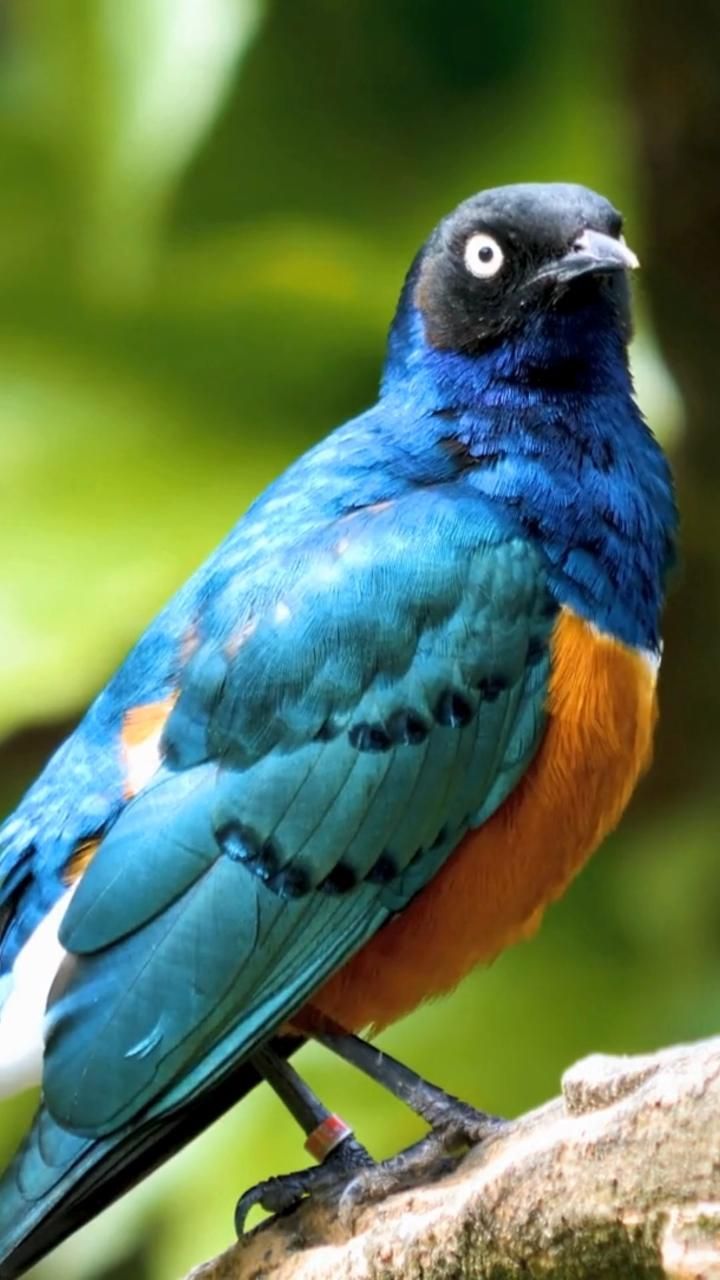 رمزيات طيور HD صور رمزية لطيور ملونة جميلة 14