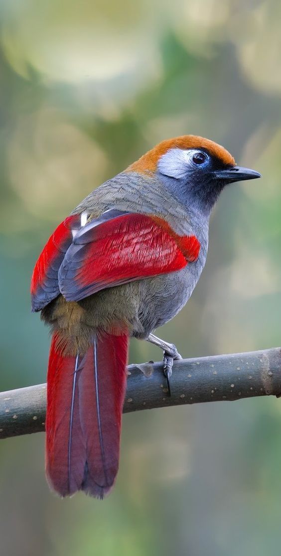 رمزيات طيور HD صور رمزية لطيور ملونة جميلة 16