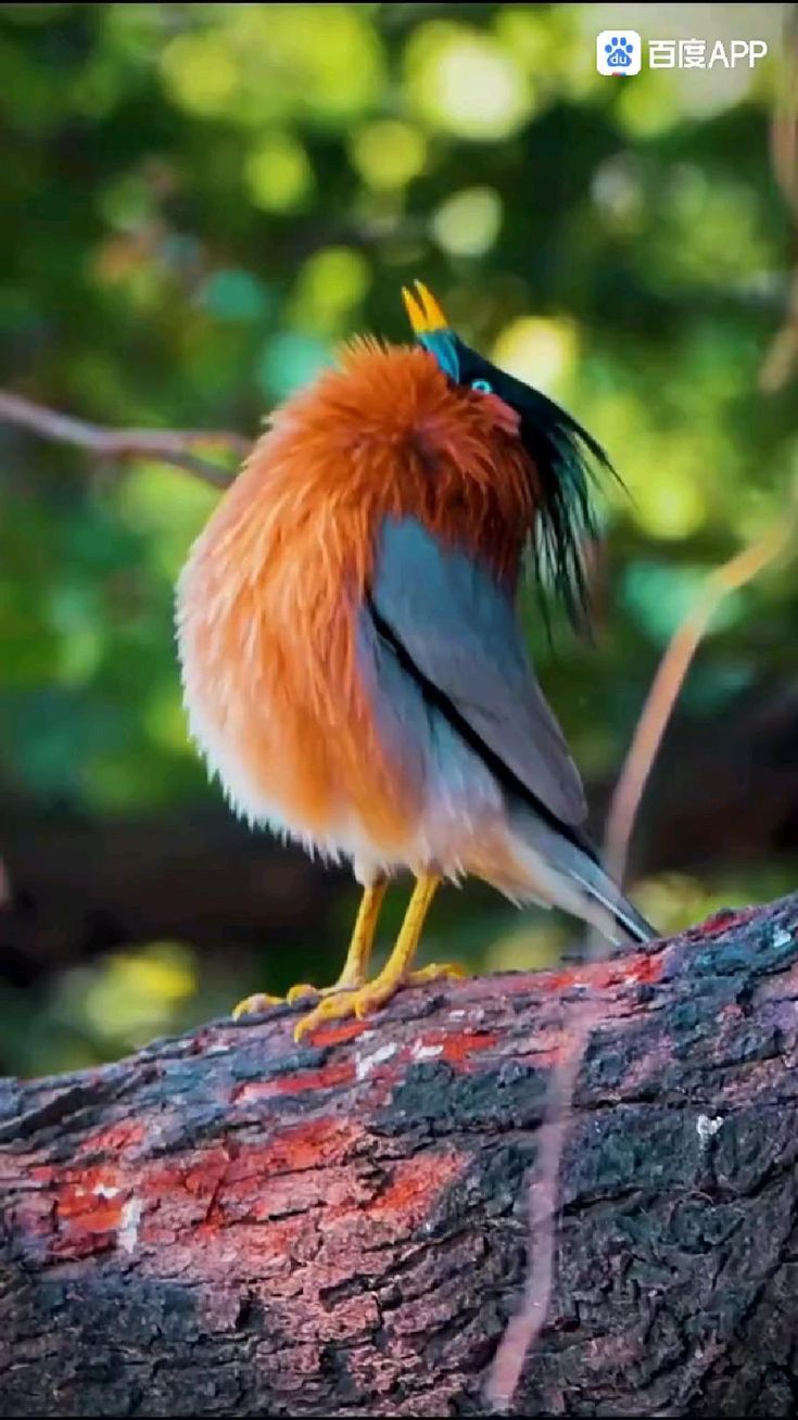 رمزيات طيور HD صور رمزية لطيور ملونة جميلة 18