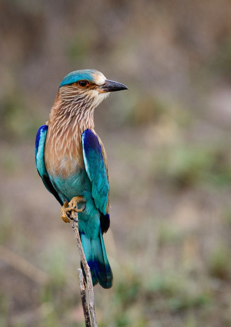 رمزيات طيور HD صور رمزية لطيور ملونة جميلة 20