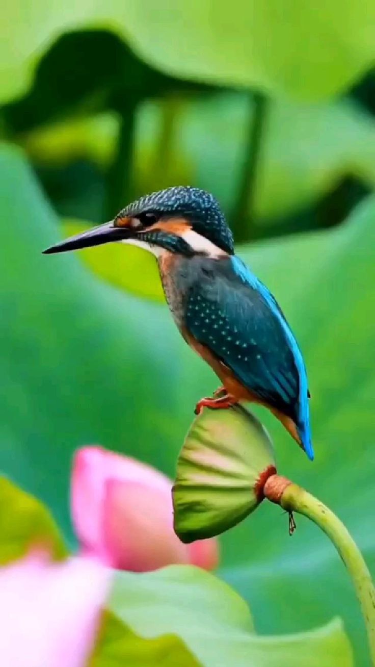 رمزيات طيور HD صور رمزية لطيور ملونة جميلة 3