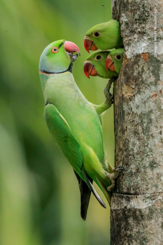 رمزيات طيور HD صور رمزية لطيور ملونة جميلة 4