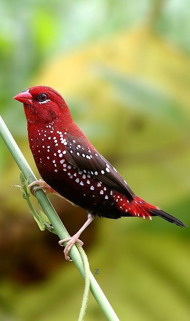 رمزيات طيور HD صور رمزية لطيور ملونة جميلة 5