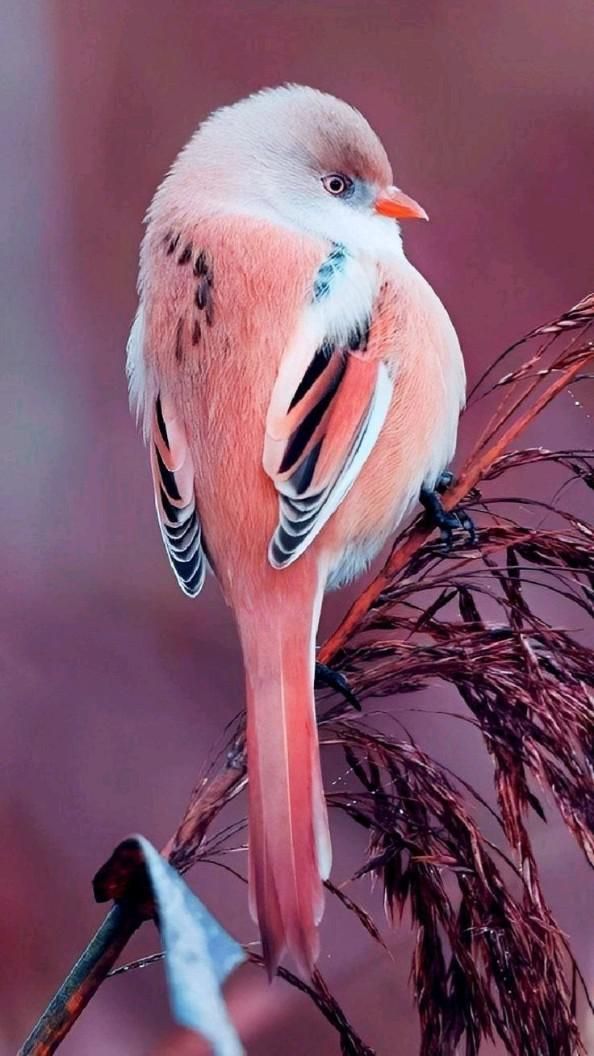 رمزيات طيور HD صور رمزية لطيور ملونة جميلة 6
