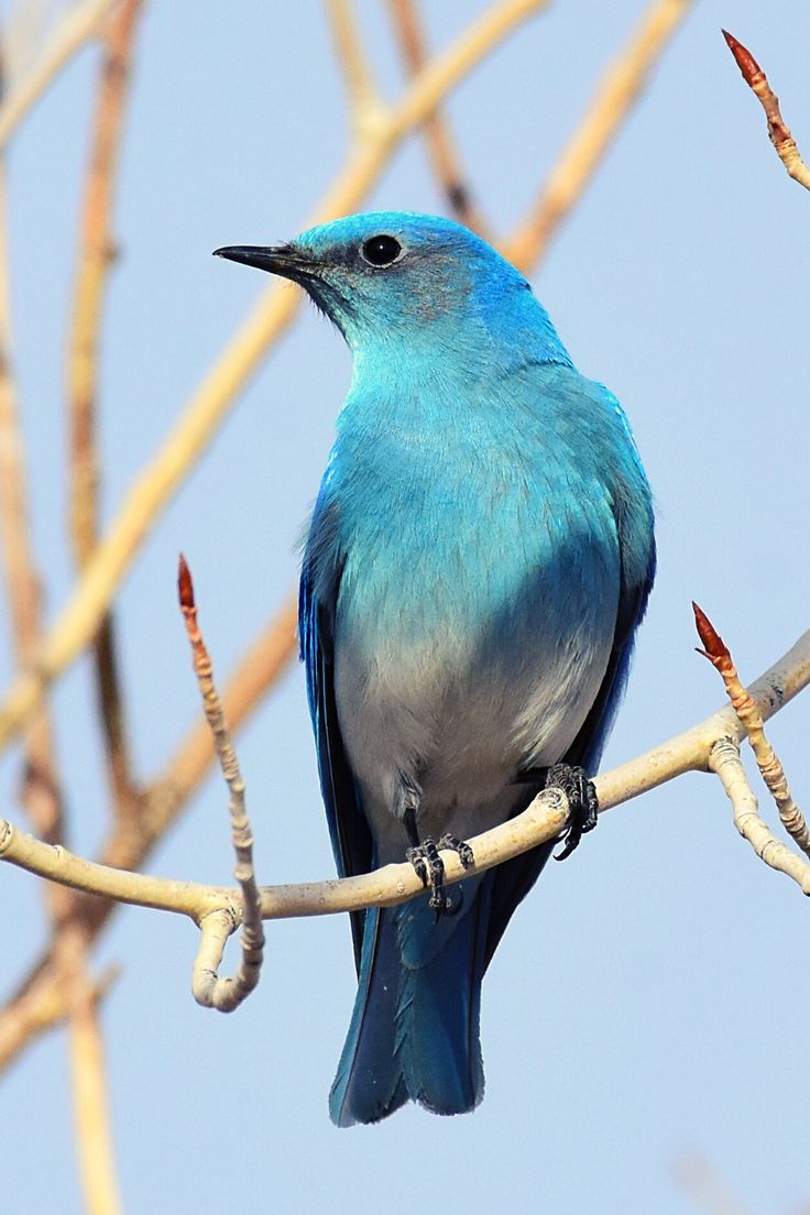 رمزيات طيور HD صور رمزية لطيور ملونة جميلة 7