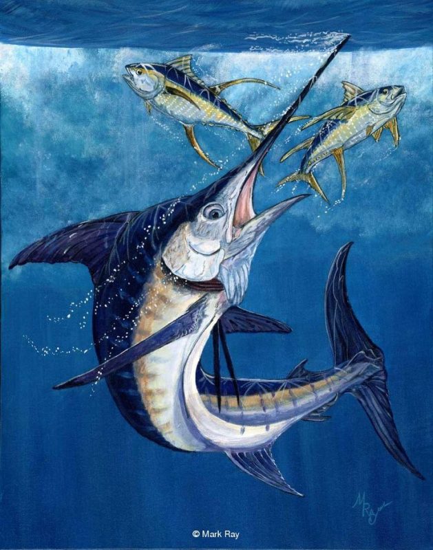 صور سمك التونة رمزيات وخلفيات اسماك التونة 11
