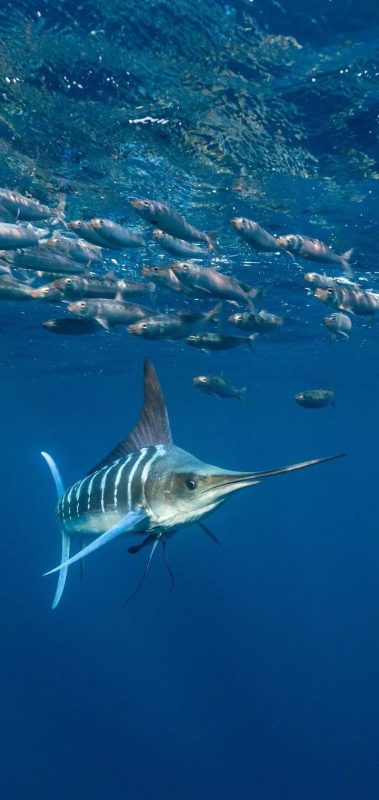 صور سمك التونة رمزيات وخلفيات اسماك التونة 2