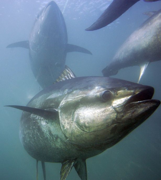 صور سمك التونة رمزيات وخلفيات اسماك التونة 4