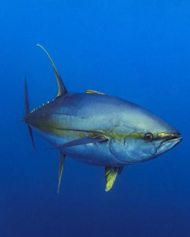 صور سمك التونة رمزيات وخلفيات اسماك التونة 5