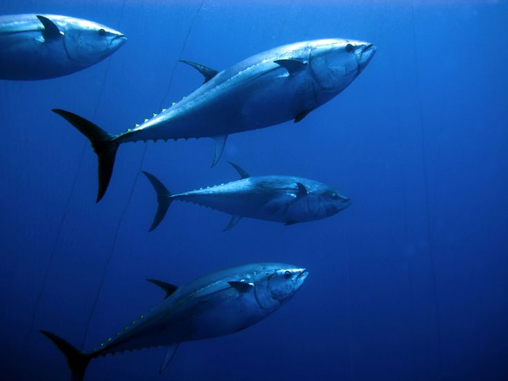 صور سمك التونة رمزيات وخلفيات اسماك التونة 7