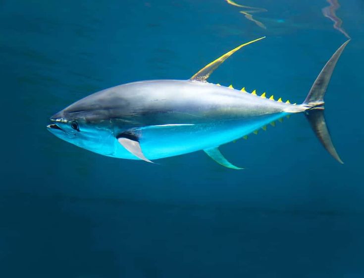 صور سمك التونة رمزيات وخلفيات اسماك التونة 8