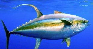 صور سمك التونة رمزيات وخلفيات اسماك التونة 9