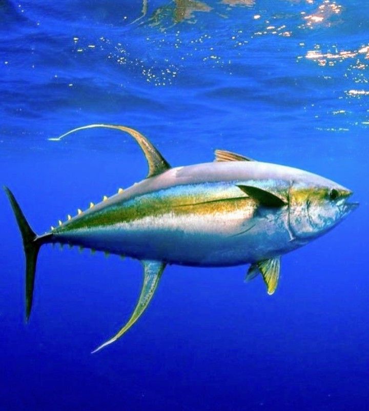 صور سمك التونة رمزيات وخلفيات اسماك التونة 9