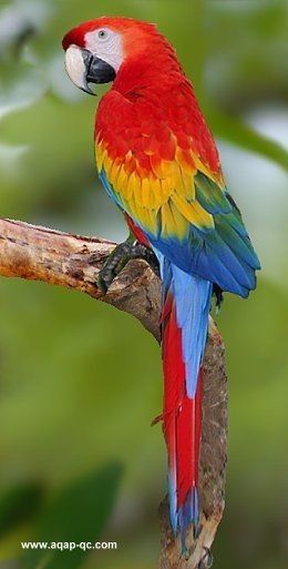 طيور ملونة 2